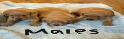 Labrador Retriever dogs for sale: LABRADOR PUPPIES FOR SALE  - Advert 4