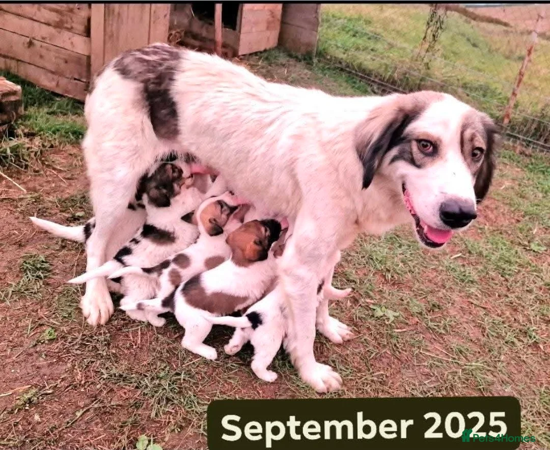 Mixed Breed dogs for adoption: MELODY in Gateshead - Advert 2