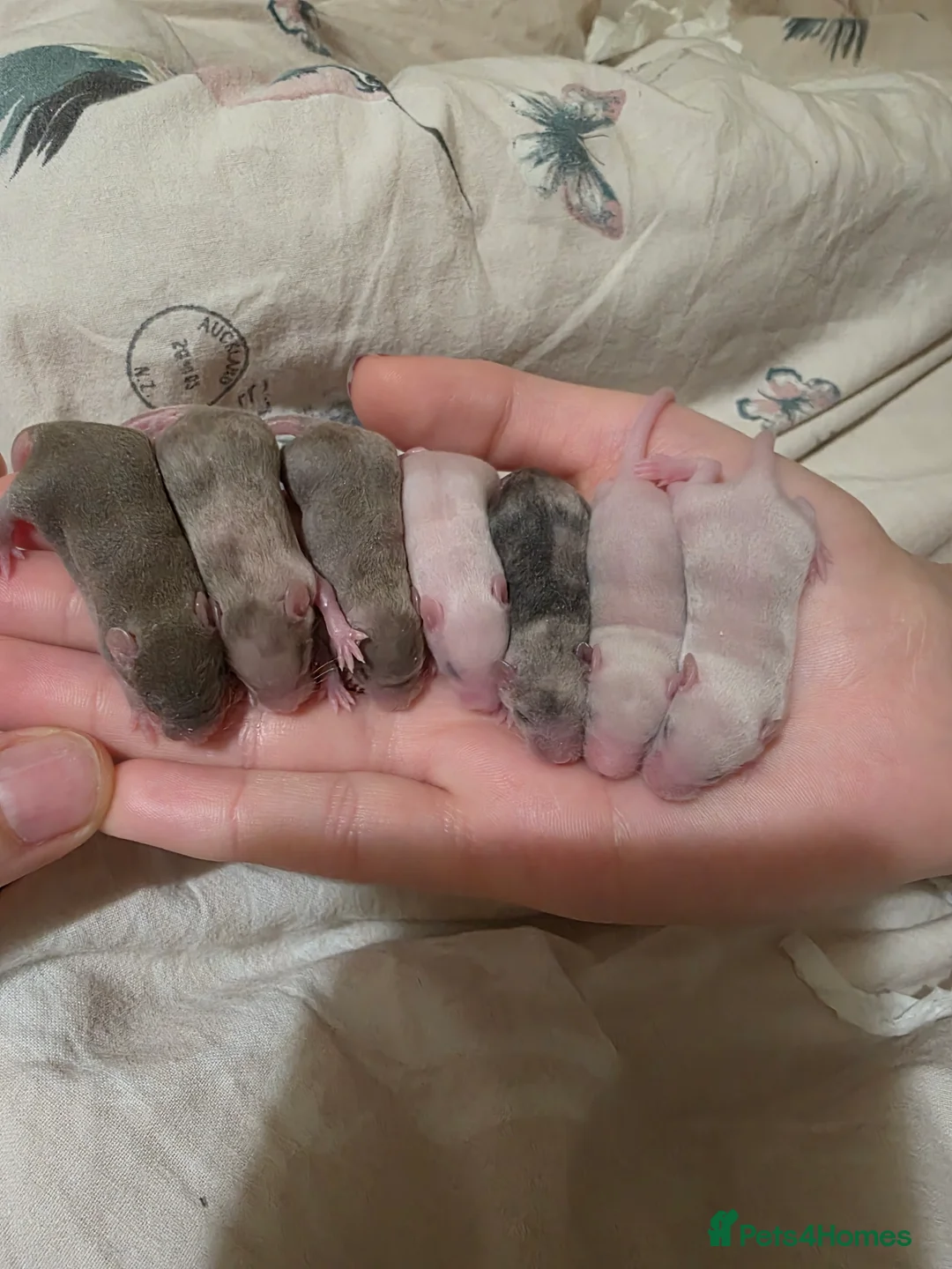 Mouse rodents for sale: 3 fluffy girls looking for home - Advert 25