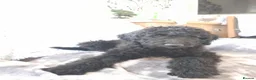 Goldendoodle dogs for sale: Goldendoodle puppies - Advert 35