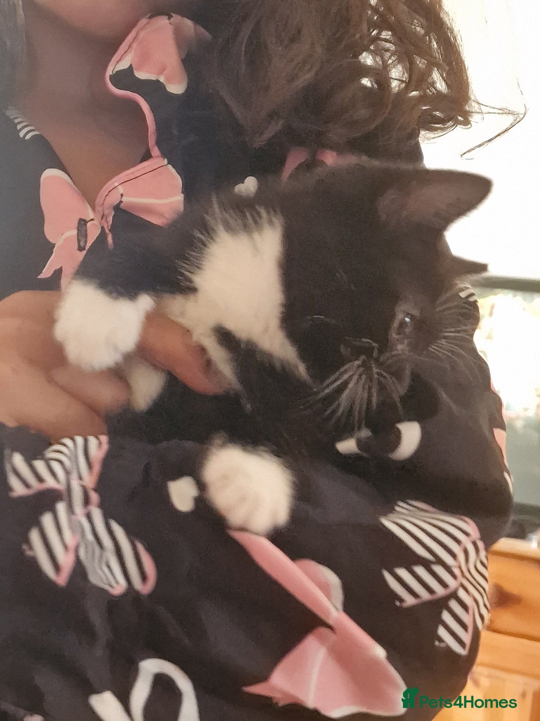 Mixed Breed cats for sale: Kittens - Image 29