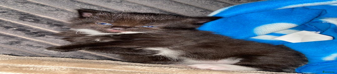 Domestic Shorthair Kitten 4