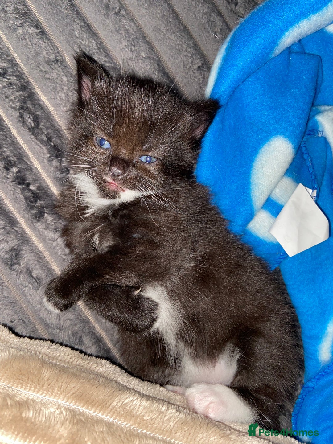 Domestic Shorthair cats for sale: Female kittens - Image 14