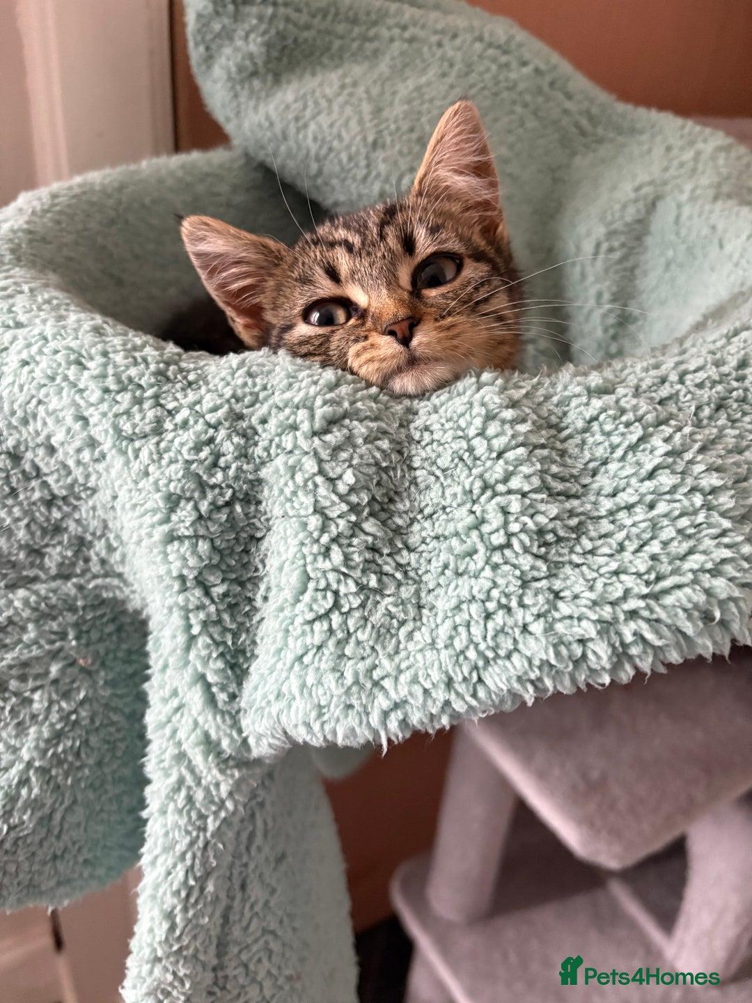 Mixed Breed cats for sale: two bonded kittens for sale £250 for both cats  - Image 7