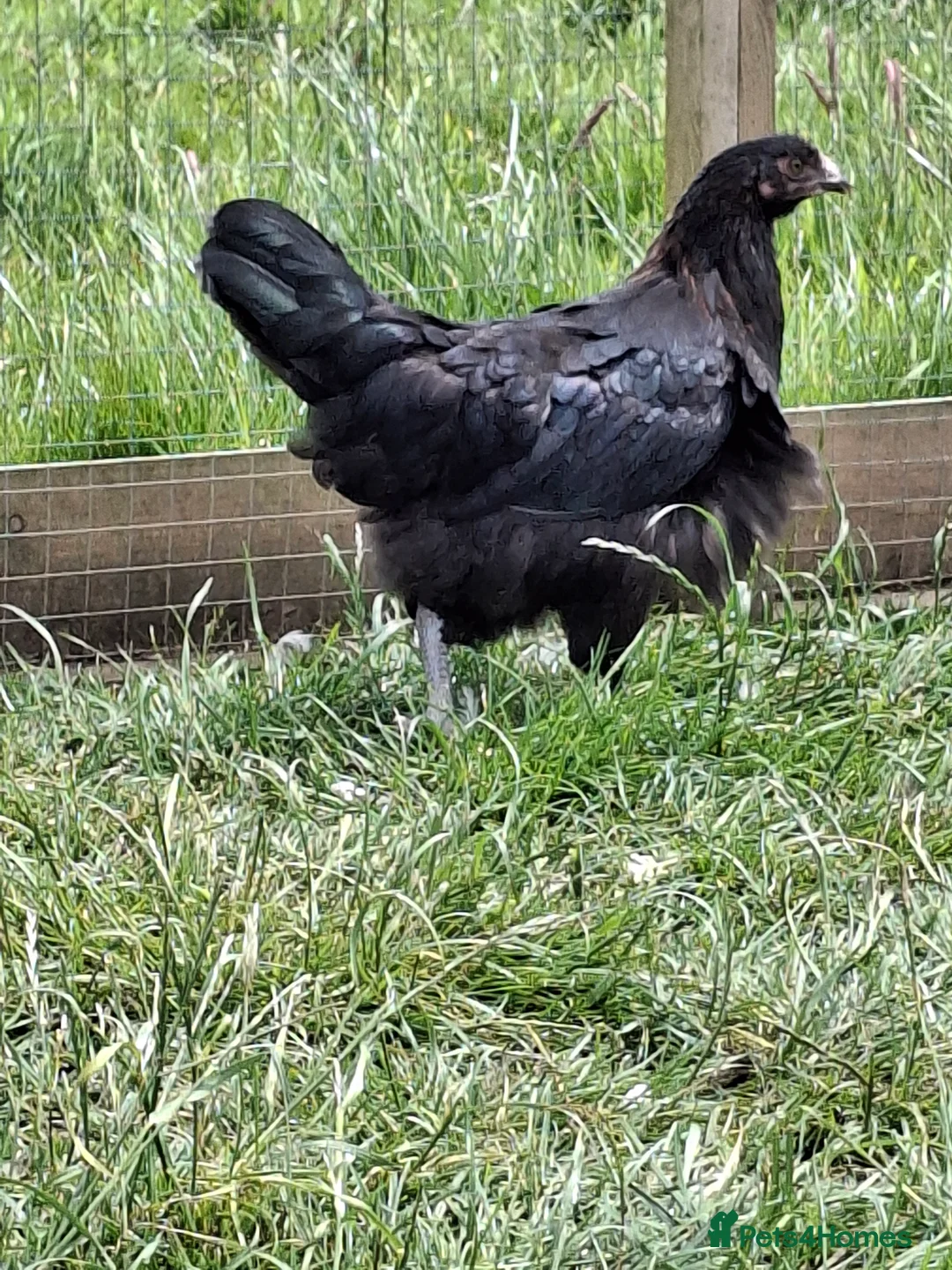 Chickens poultry for sale: Black copper marans and Red Dorkings - Advert 3