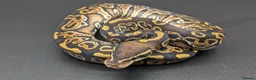 Python Snake reptiles for sale: Range of Royal Pythons - Advert 3