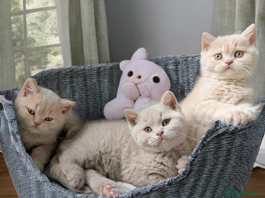 British Shorthair cats 💕Exceptional British Shorthair Kittens💕💕 - Advert 1
