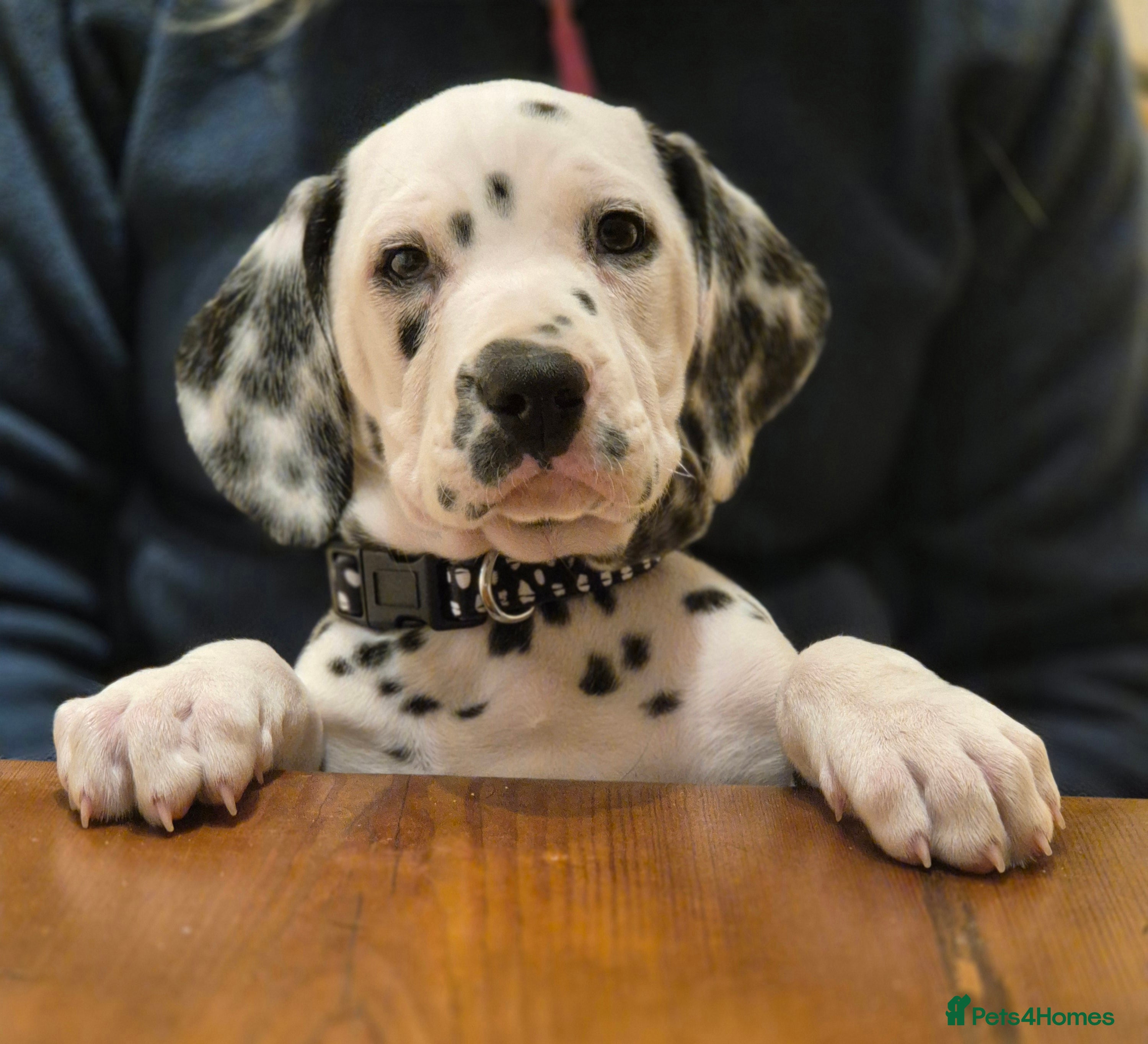 Dalmatian dogs Stunning Dalmatian Pups - Advert 13