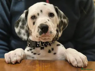 Dalmatian dogs Stunning Dalmatian Pups - Advert 13