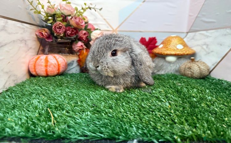 Mini Lop rabbits - Advert 5