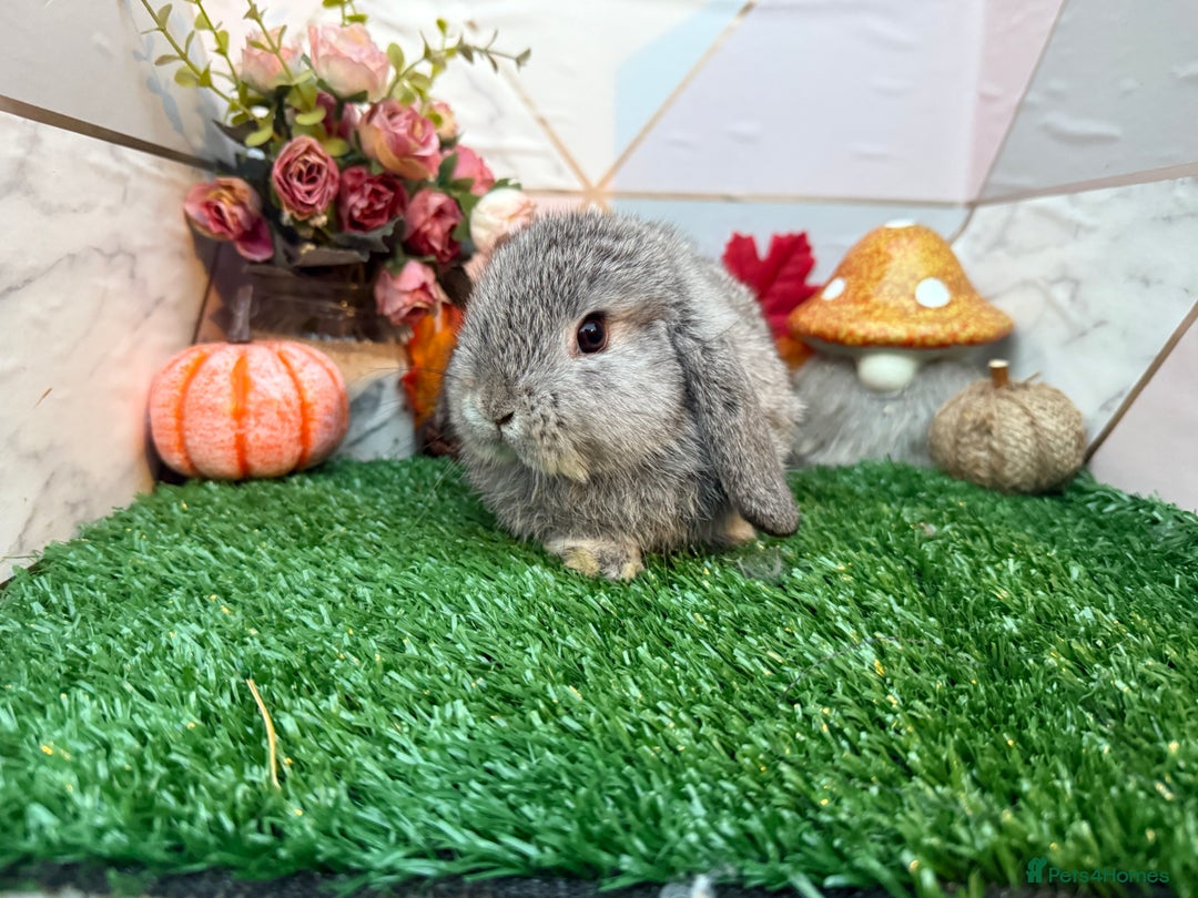 Mini Lop rabbits for sale: 🐰 Adorable Male Mini Lops 🏡 - Image 1