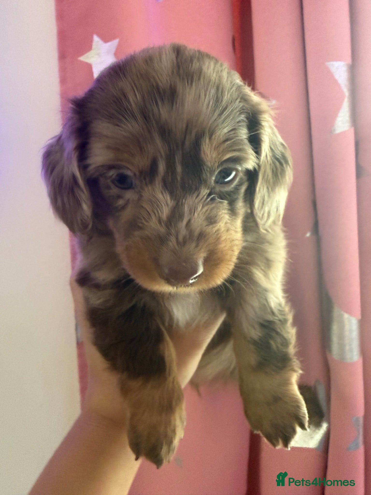 Dachshund dogs Longhair dachshund puppies available  - Advert 2