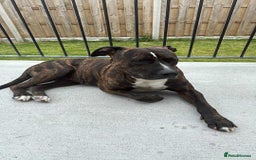 Mixed Breed dogs for sale: Staff x puppies - Image 3