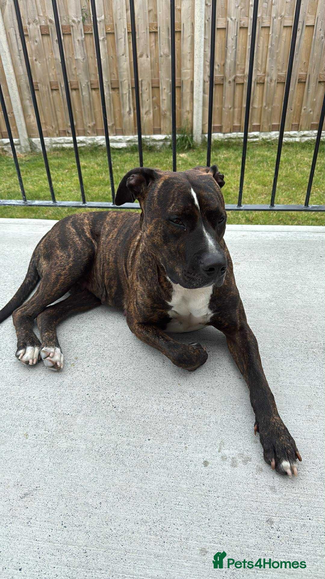 Mixed Breed dogs for sale: Staff x puppies - Image 3
