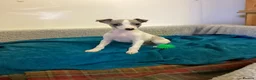 Whippet dogs for sale: Whippet  - Advert 20