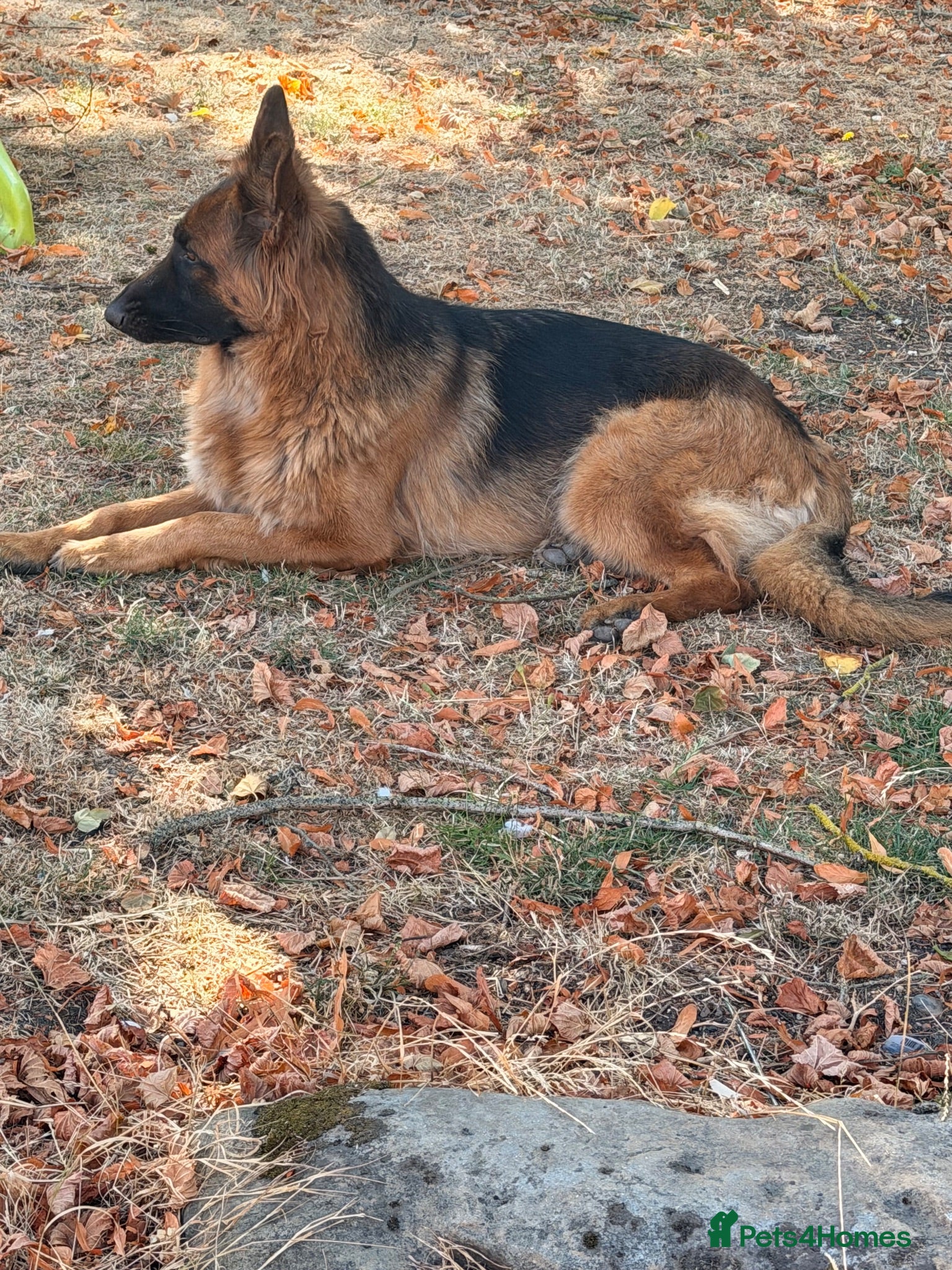 German Shepherd dogs Two beautiful German Shepherds  - Advert 2