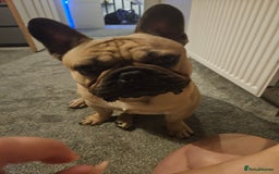 French Bulldog dogs for stud: Standard Fawn French Bulldog Stud. Silver Tested!! - Image 11
