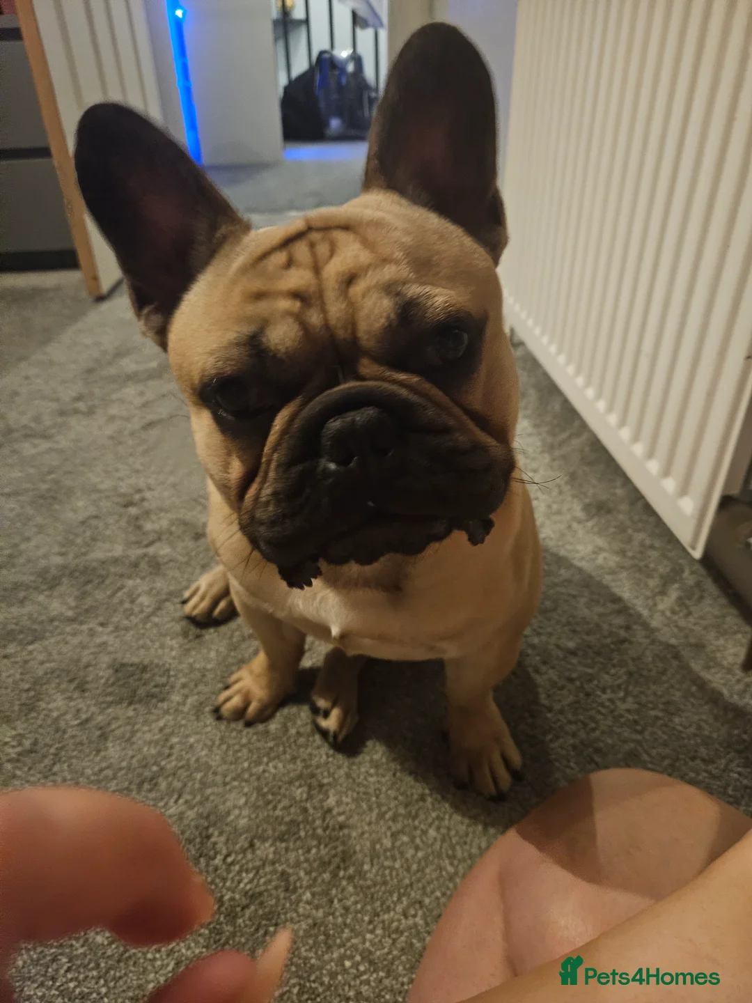 French Bulldog dogs for stud: Standard Fawn French Bulldog Stud. Silver Tested!! - Advert 11