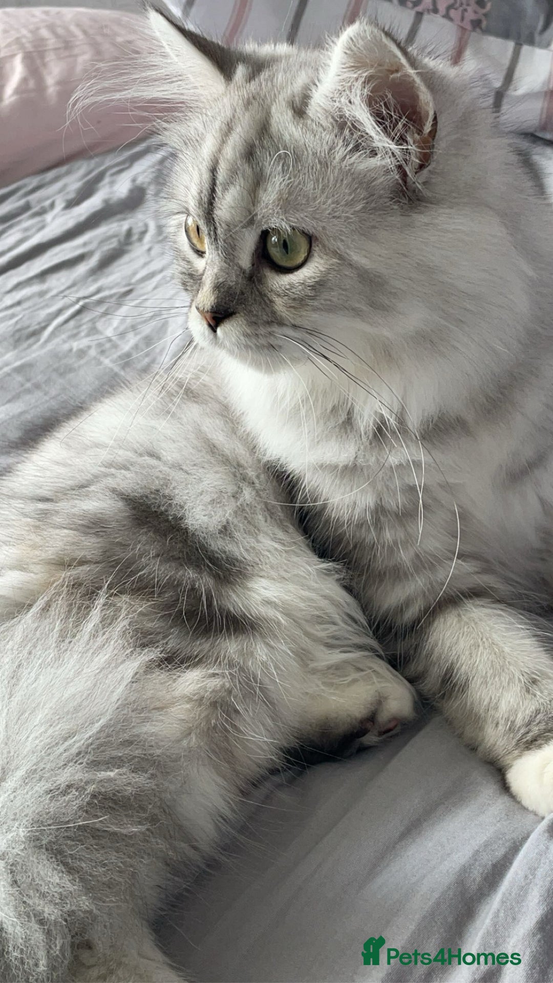 Persian cats for sale: Female and Male cat for Rehome.  - Advert 6