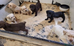 Labrador Retriever dogs for sale: Labrador puppies  - Image 5
