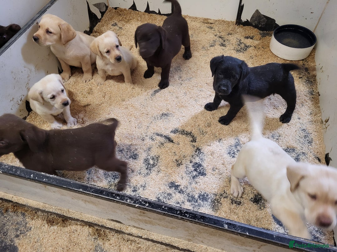 Labrador Retriever dogs for sale: Labrador puppies  - Image 5