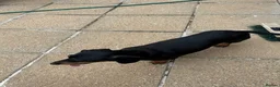 Dachshund dogs for sale: 2 gorgeous dappled and 1 brown Dachshund puppies  in Godalming - Advert 12