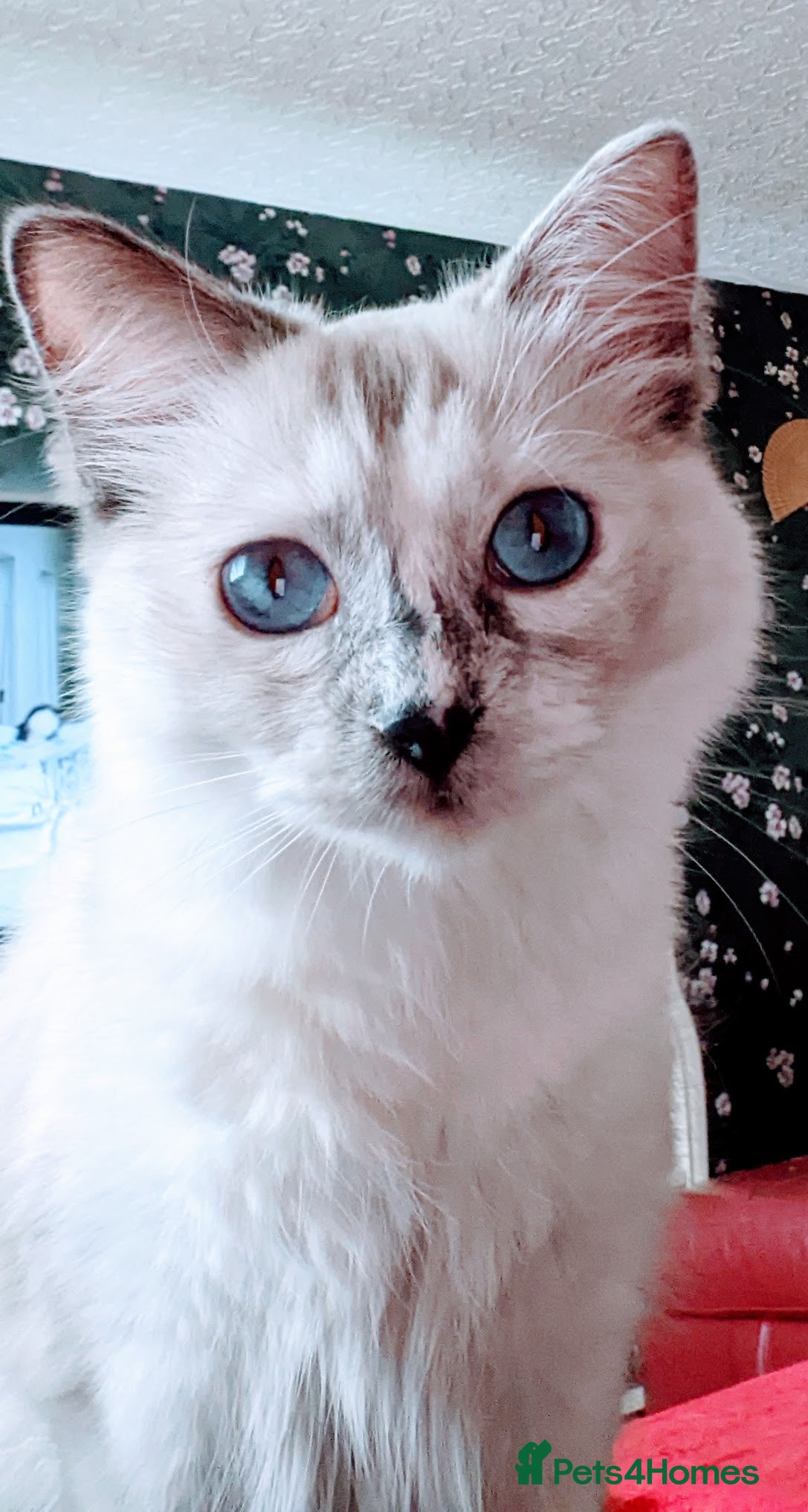 Ragdoll cats Gorgeous Blue Point Tortie Ragdoll Girl - Advert 10