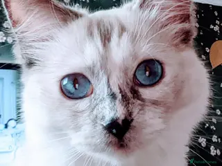 Ragdoll cats Gorgeous Blue Point Tortie Ragdoll Girl - Advert 10