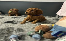 Toy Poodle dogs for sale: Tiny Toy Poodles - Advert 4