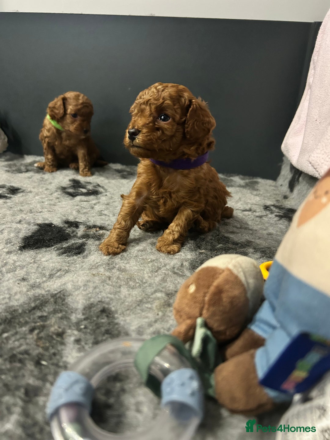 Toy Poodle dogs for sale: Tiny Toy Poodles - Advert 4