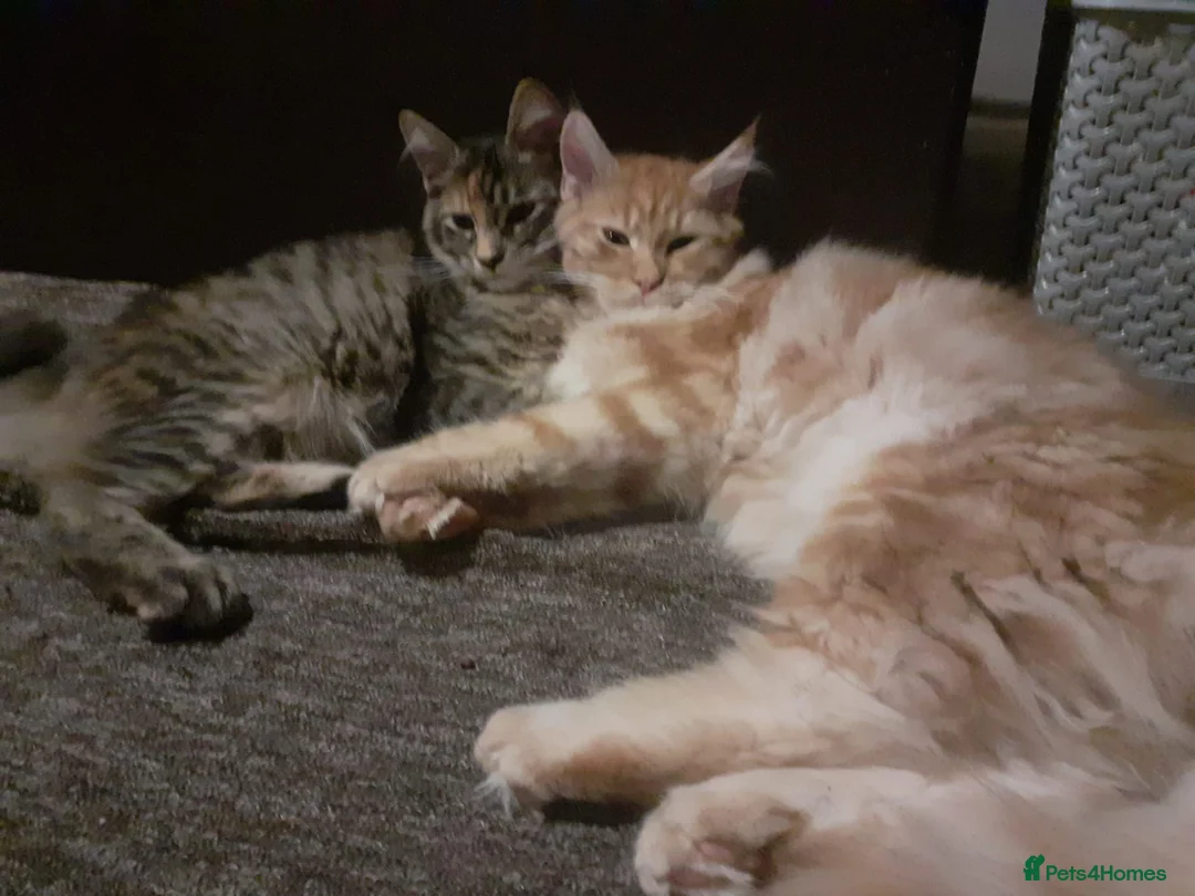 Maine Coon cats for sale: Maine coon kittens - Advert 2