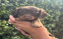 Miniature Dachshund dogs for sale: Pedigree long & short fur miniature dachshunds - Image 8