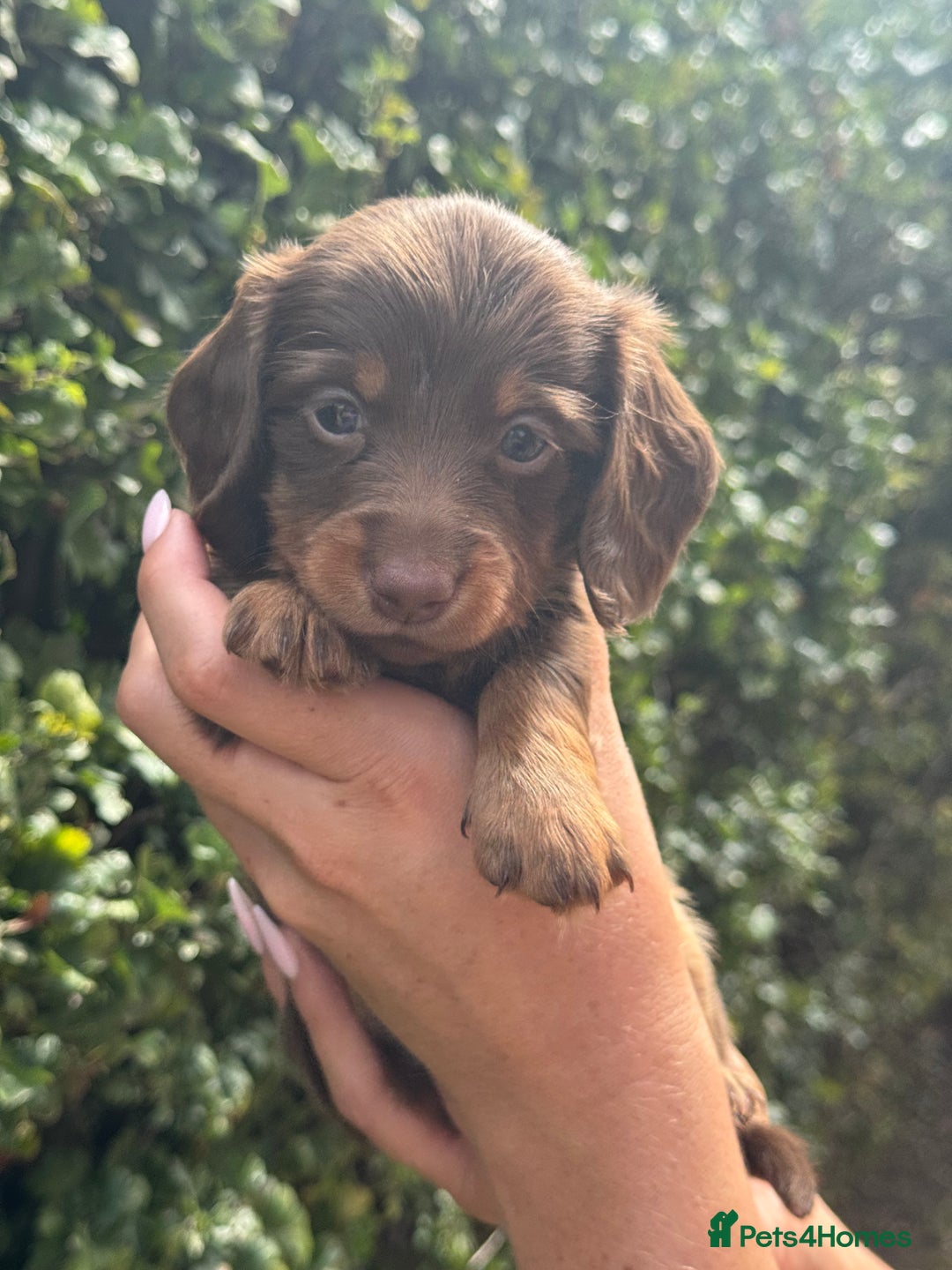 Miniature Dachshund dogs for sale: Pedigree long & short fur miniature dachshunds - Image 8