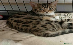 Bengal cats for sale: Lovely big girl Bengal kitten - Image 1