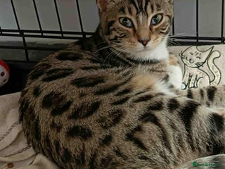 Bengal cats for sale: Lovely big girl Bengal kitten - Advert 2