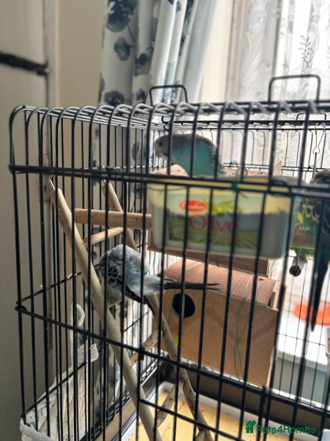 Budgerigars birds for sale: 4 Beautiful Budgies 2 Males 2 Females - Image 9