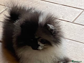 Pomeranian dogs Super cute sassy poms - Advert 9