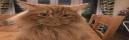 British Longhair cats for sale: Ginger long haired cat - Advert 3