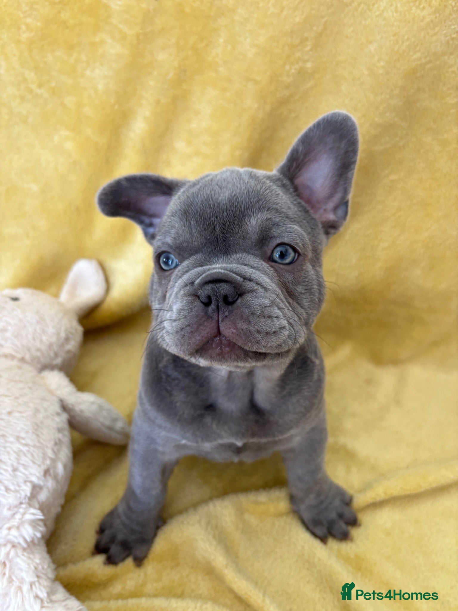French Bulldog dogs FRENCH BULLDOG PUPPIES (KC REGISTERED) - Advert 12