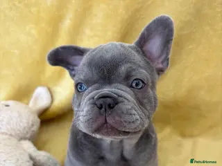 French Bulldog dogs FRENCH BULLDOG PUPPIES (KC REGISTERED) - Advert 12