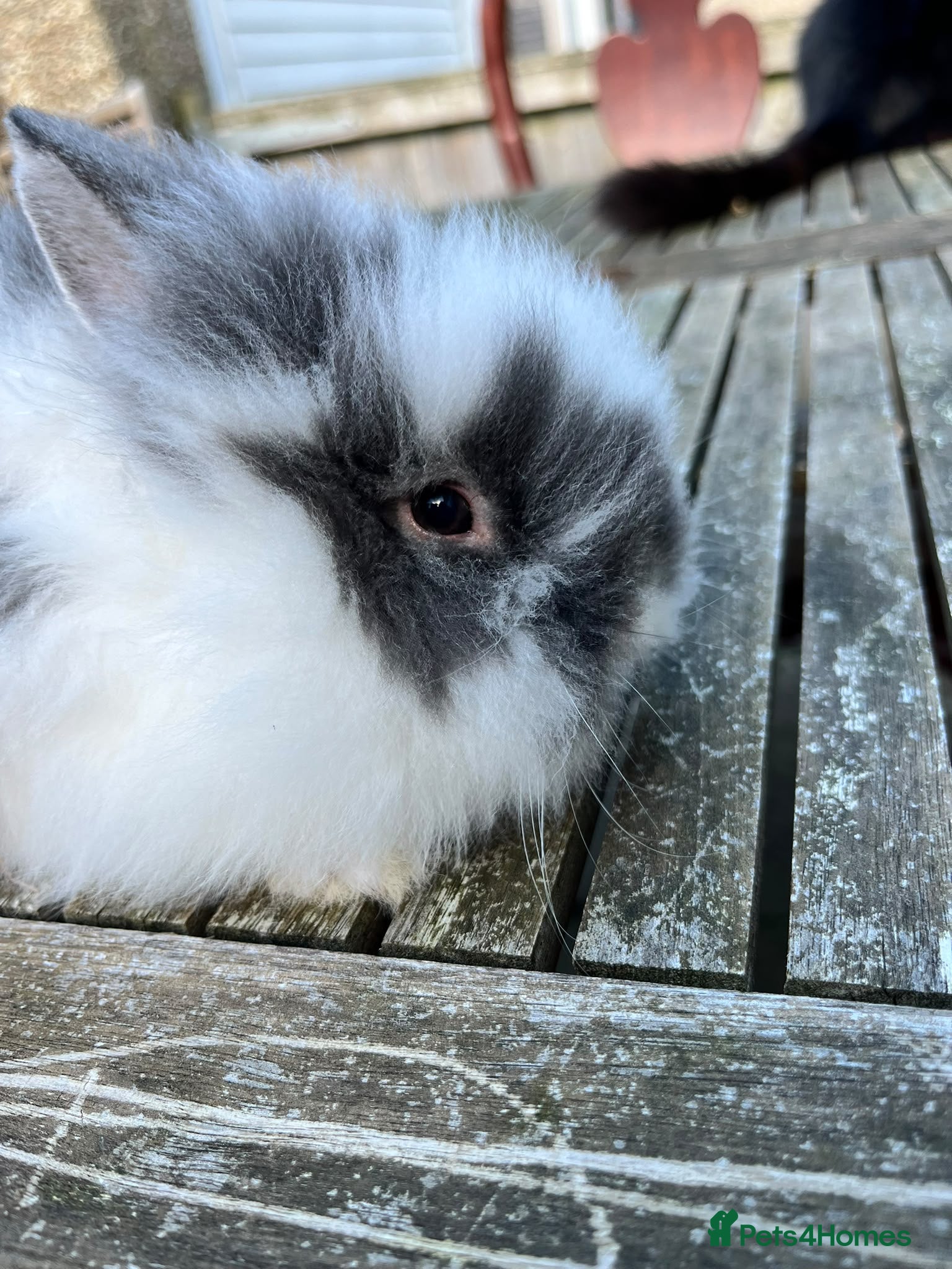 Mixed Breed rabbits 4 angora x female kits - Advert 4