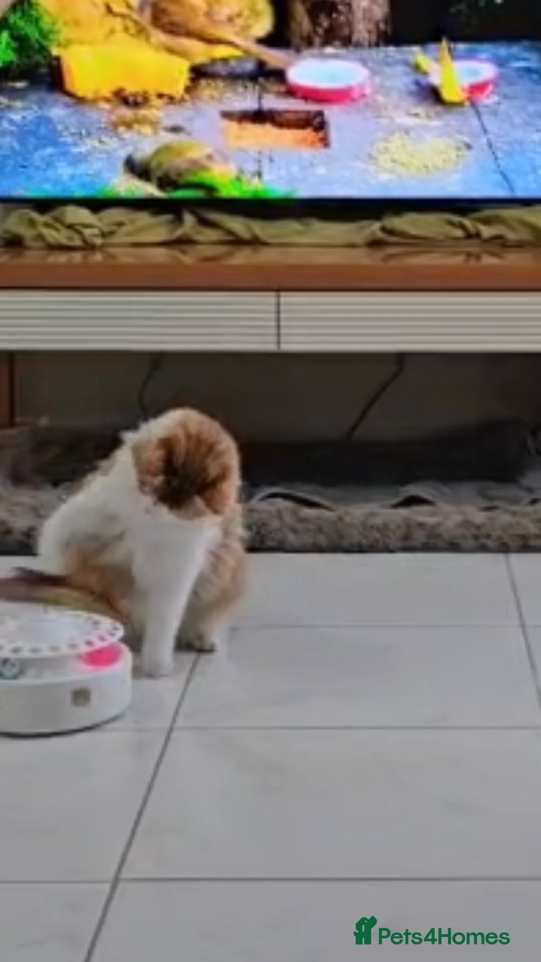 Mixed Breed cats for adoption: MIX TURKISH ANGIRA BONDED PAIR CALM AFFECTIONATE  - Advert 6