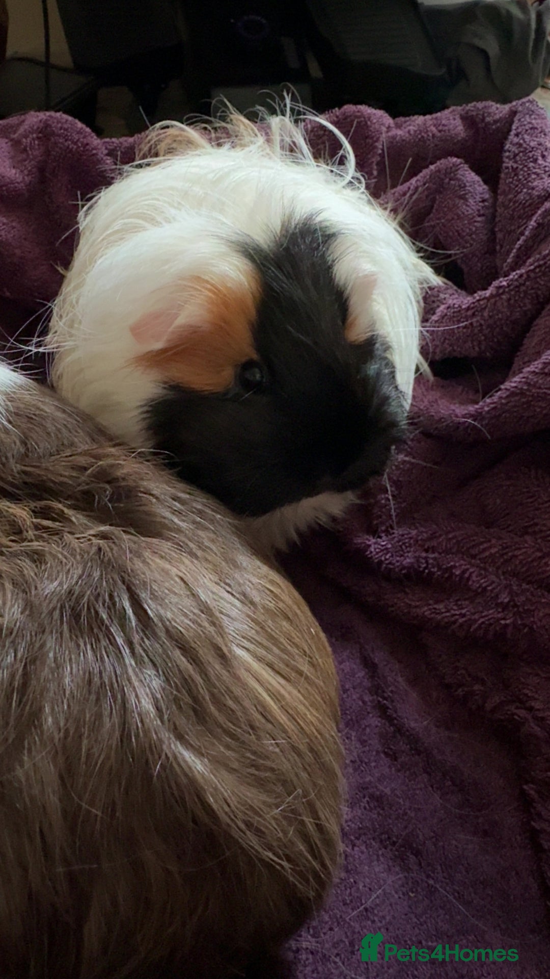 Guinea Pig rodents for sale: 2 lovely bonded girls  - Advert 6