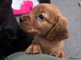 Cocker Spaniel dogs 🐶Beautiful Cocker spaniel puppies 🐶 - Advert 7