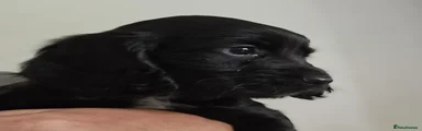 Cocker Spaniel 2