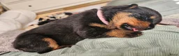 Rottweiler dogs for sale: Strong working line Rottweiler pups for sale in Dartford - Advert 38