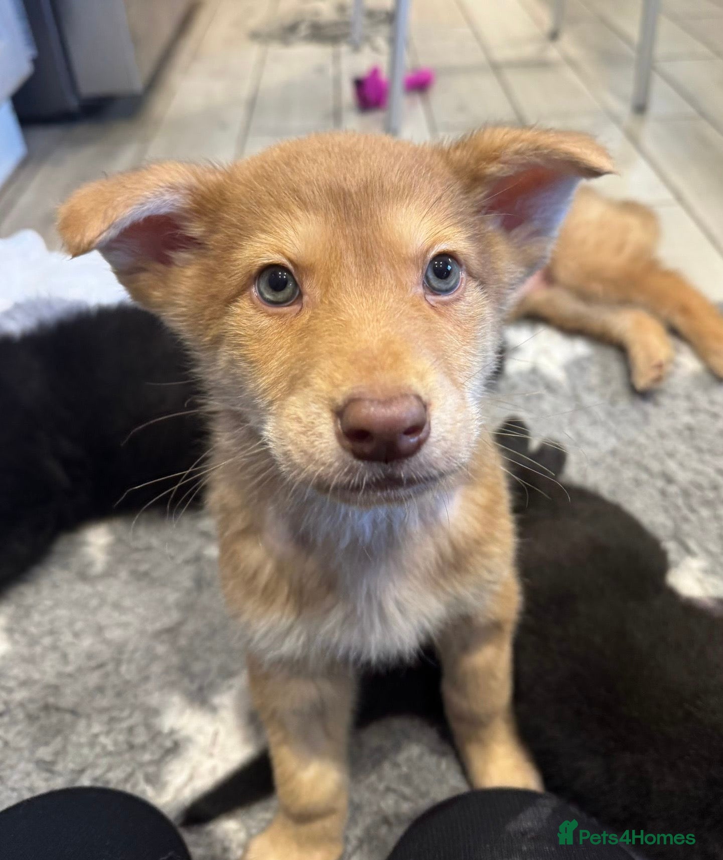 Saarloos Wolfdog dogs Extensively Health Tested Wolfdog Puppies - Advert 1