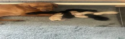 Labrador Retriever dogs for sale: Labrador pups x8 in Widnes - Advert 6