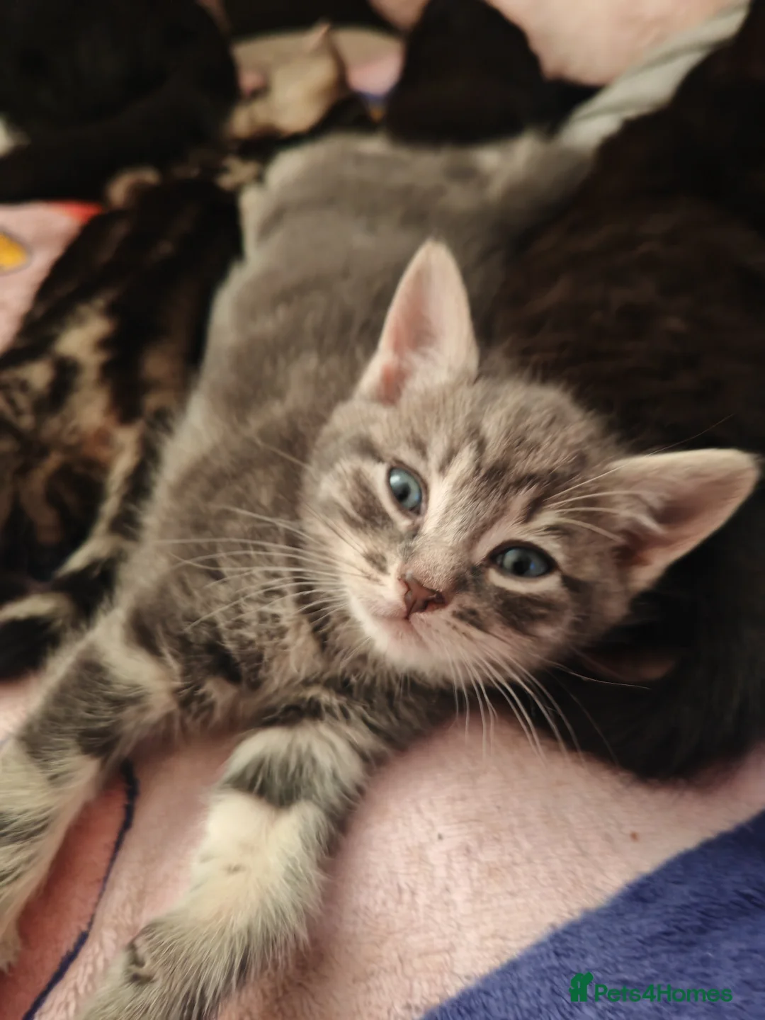 Mixed Breed cats for sale: 4 kittens  - Advert 2