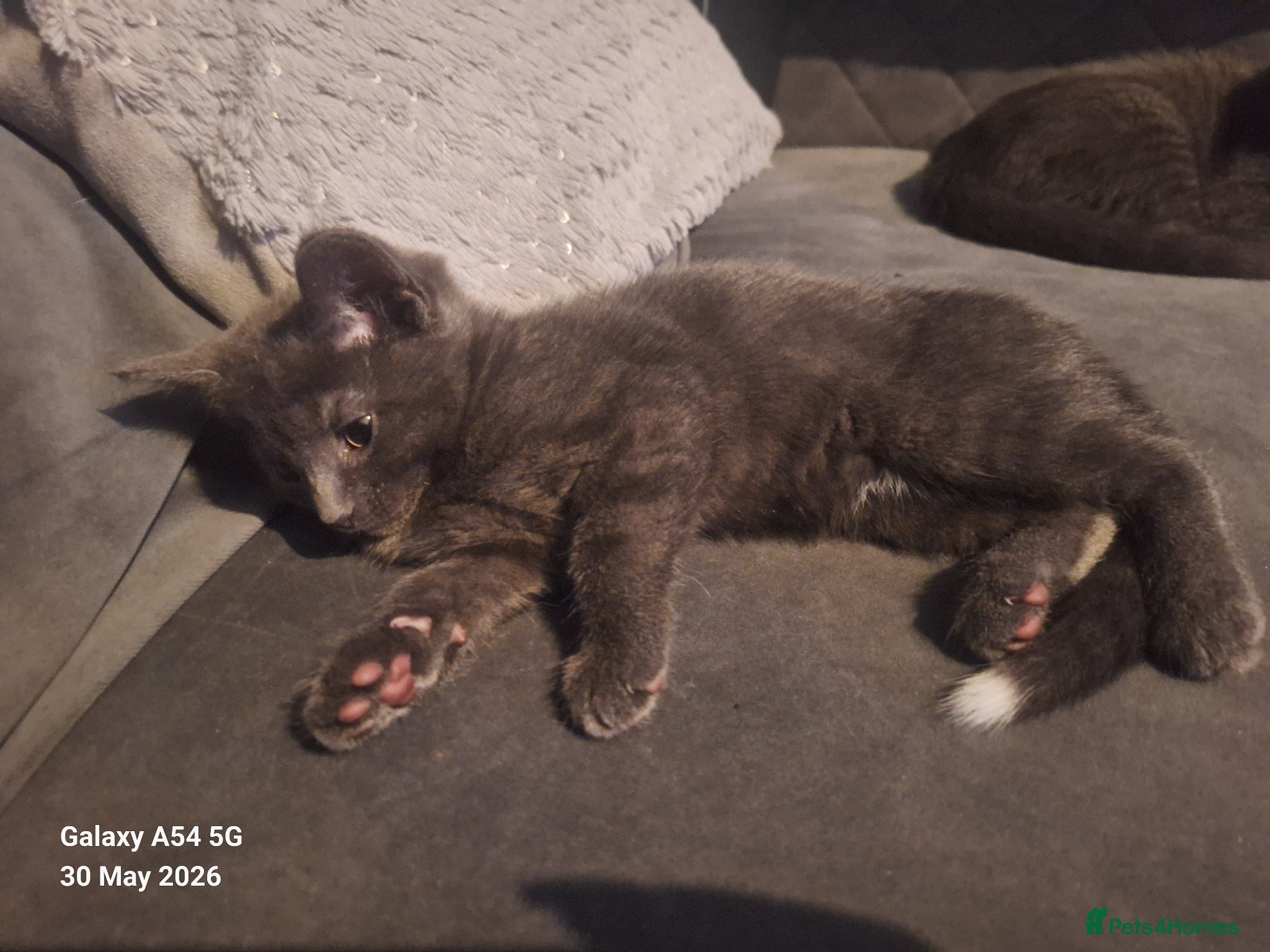 British Shorthair cats for sale: 2 lovely female kittens  - Advert 5